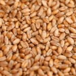 223541-wheat-reuters